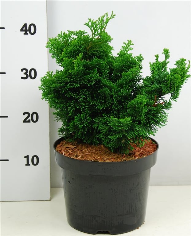 Кипарисовик туполистный Нана Грацилис